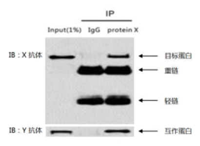 免疫沉淀（IP）